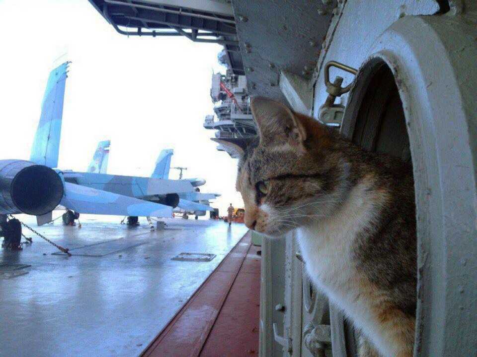 Как подготовить кошку к путешествию по воздуху