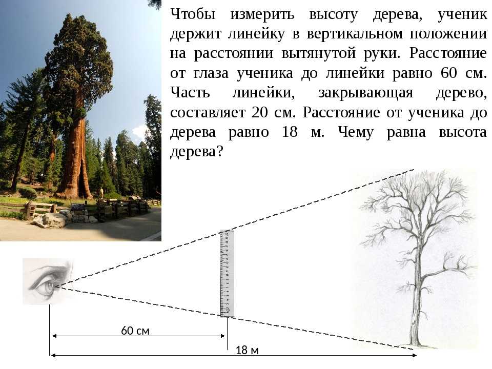 Как узнать точную высоту дерева самостоятельно? | огородники