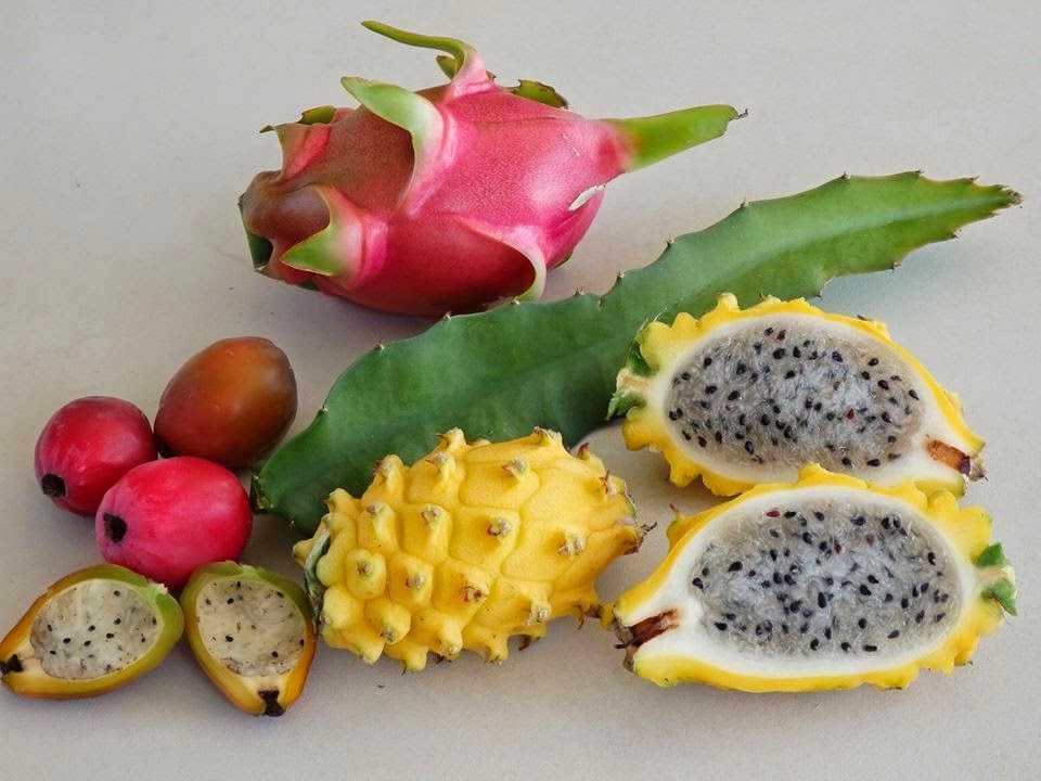 Питахайя фрукт как его едят: питахайя как едят, как чистить питахайю