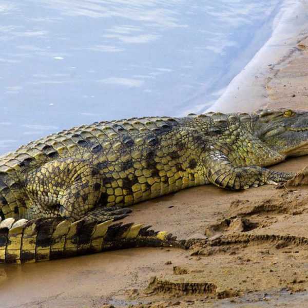 Сходства и различия крокодила и аллигатора