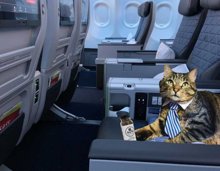 Как правильно перевозить кошку в самолете и какого размера нужна переноска