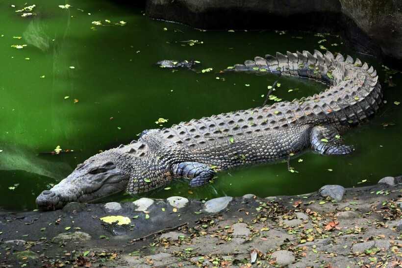 Крокодил и аллигатор – отличия и сходства
