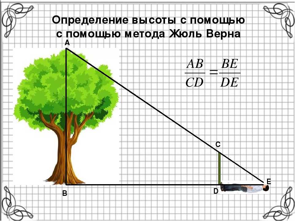 Измерение высоты дерева