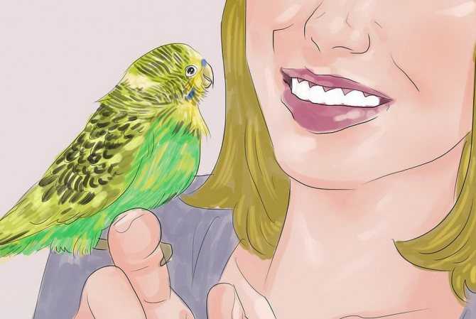 Как играть с попугаем в клетке: как развеселить волнистого или корелла