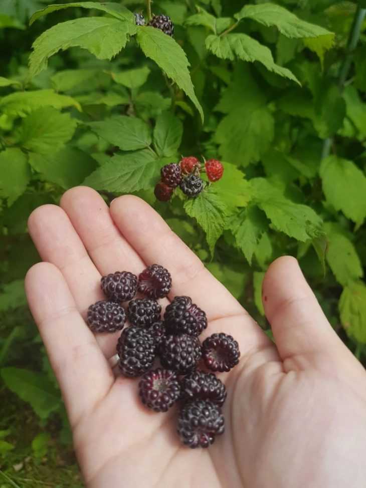 Чёрная малина – описание и выращивание полезной ягоды, чем отличается от ежевики