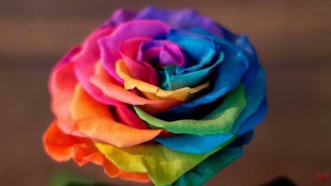 ✅ о радужной розе: как сделать розу с разноцветными лепестками, роза в колбе