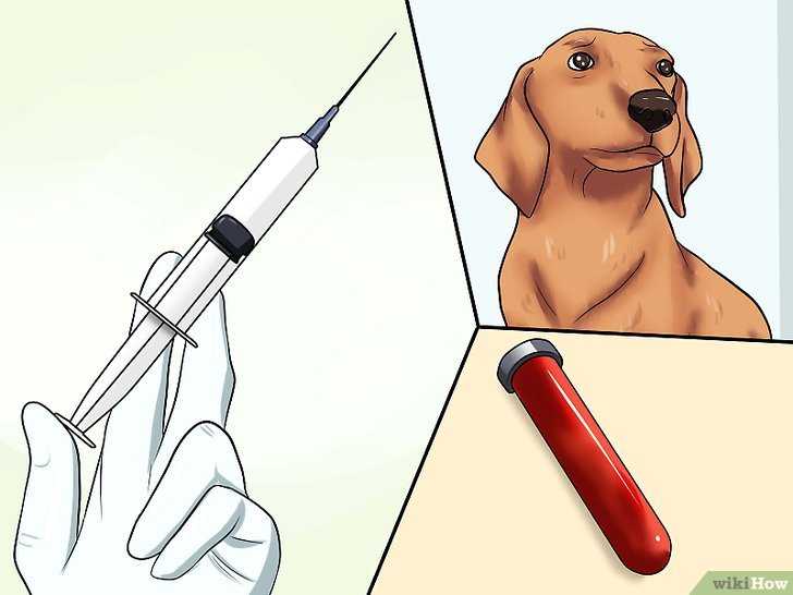 Как измерить температуру собаке самостоятельно