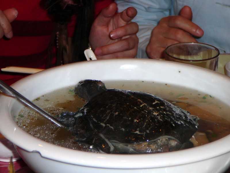 Черепаховый суп: рецепт, особенности приготовления. из каких черепах варят черепаховый суп
