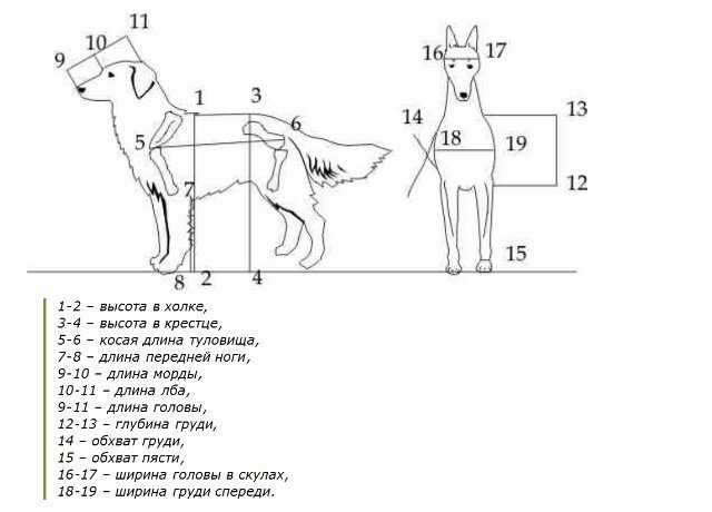 ᐉ холка у собаки: где находится и как правильно измерить - kcc-zoo.ru
