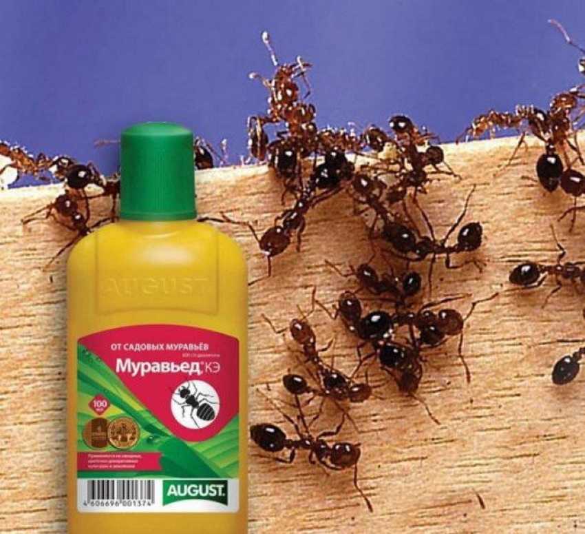 Как вывести муравьёв из дома навсегда – способы и средства