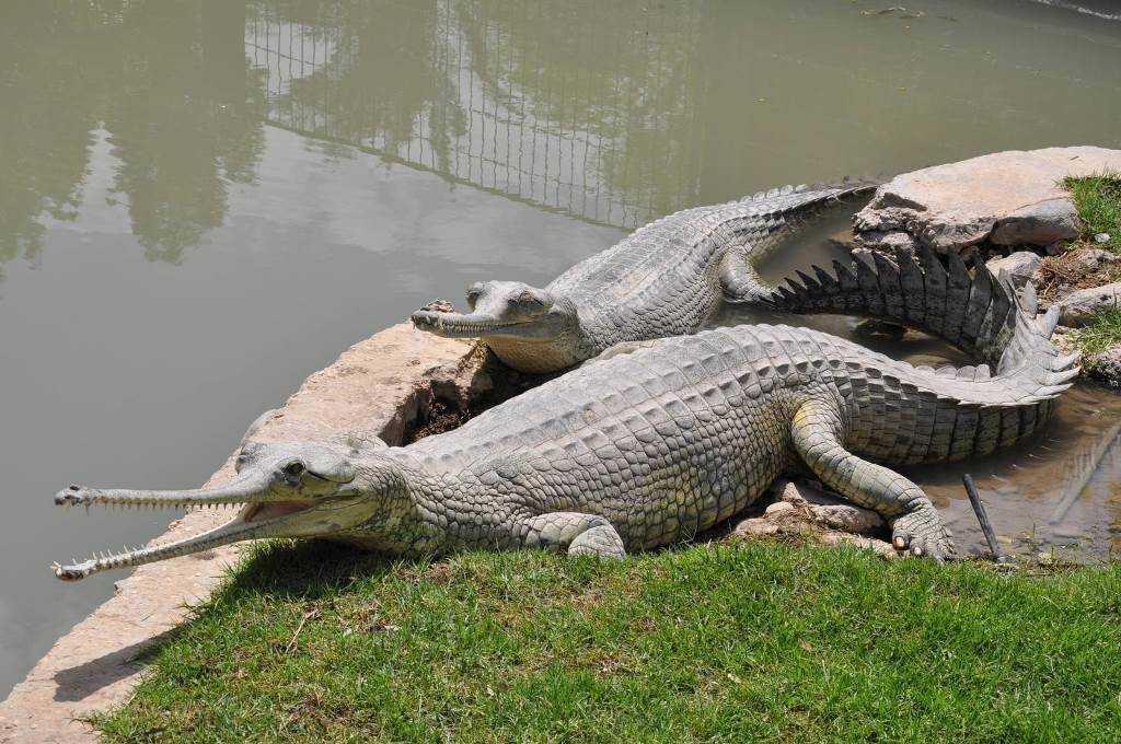 Крокодил или аллигатор: кто крупнее и опаснее | интересный сайт