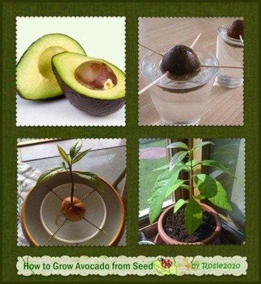 Как сделать авокадо мягким?