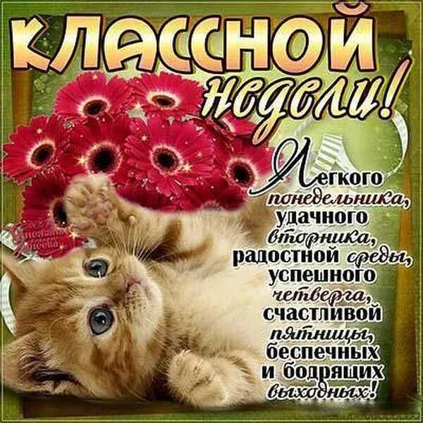 Пожелание хорошего дня и настроения своими словами | redzhina.ru