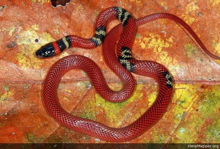 Аспид арлекиновый коралловый — описание и образ жизни змеи